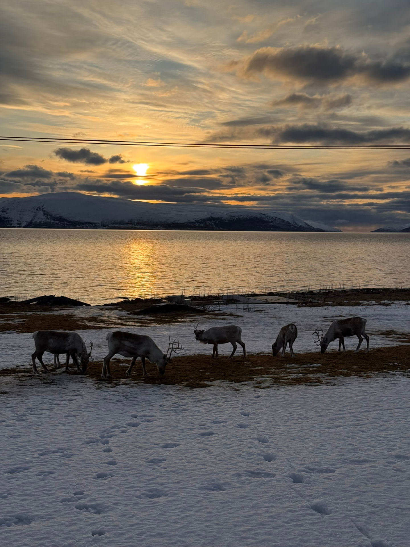 Renar som betar på snöfläckig mark vid en fjord i solnedgång